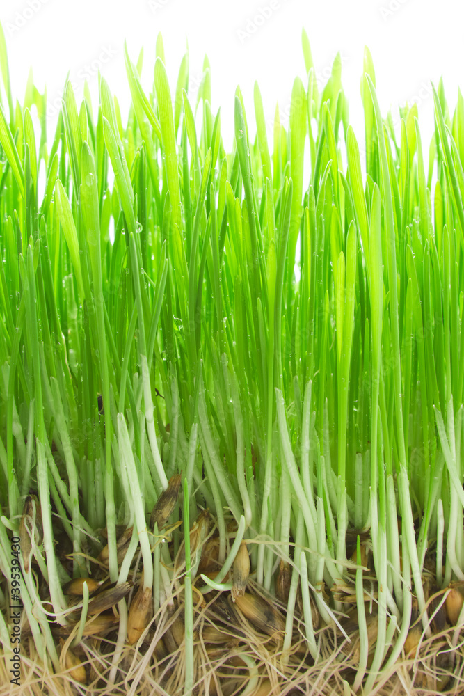 Germinated seeds with dew
