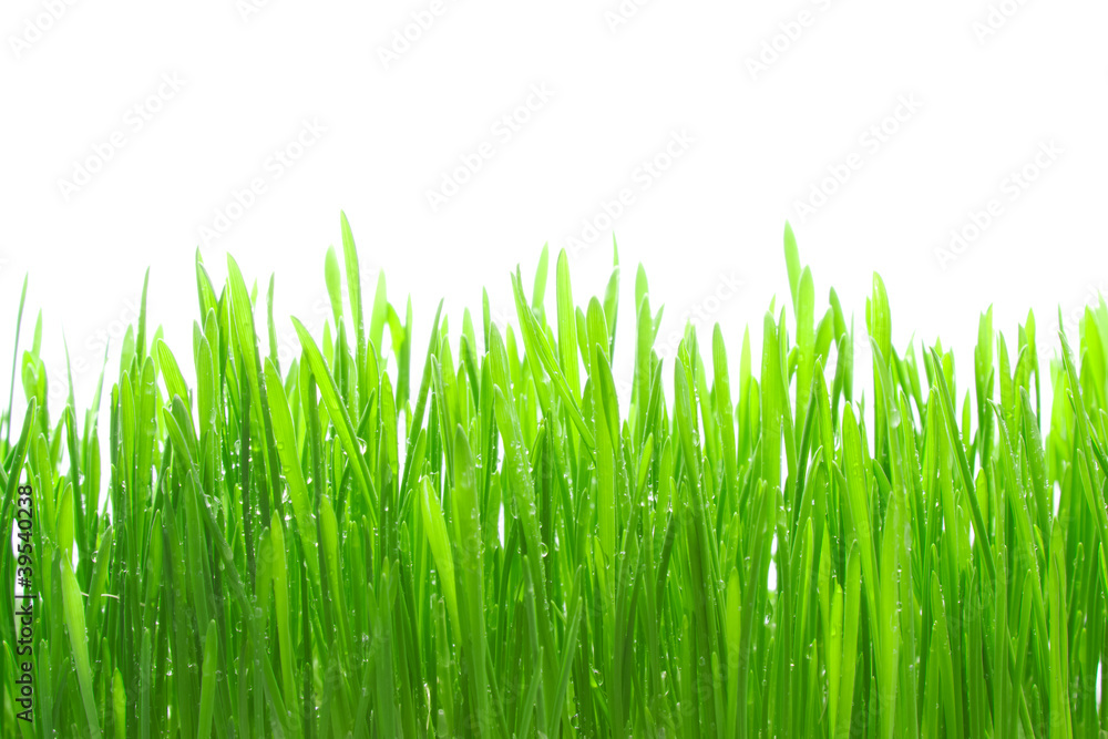 Fototapeta premium Dew on grass on the white background