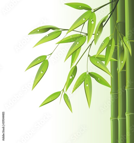 Zen bamboo isolated on white background