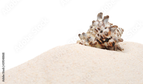 closeup beautiful sea shell with sand on white background
