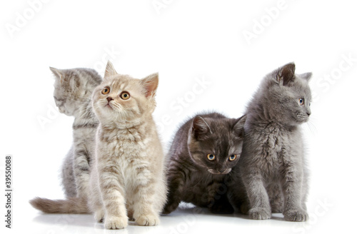 four british short hair kittens