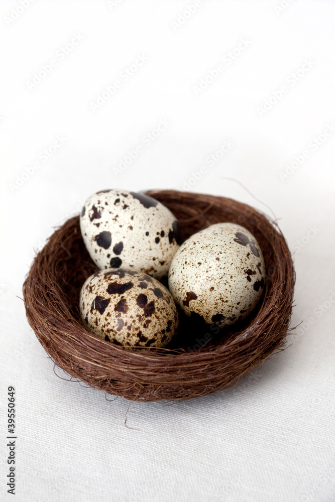 Obraz premium Eggs in Nest