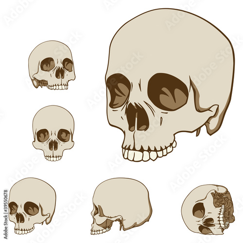 Five skulls set