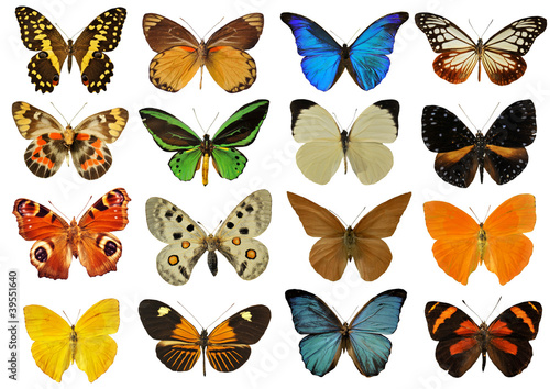 planche de papillons © cynoclub