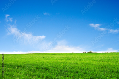 Field on a background of the blue sky © majeczka