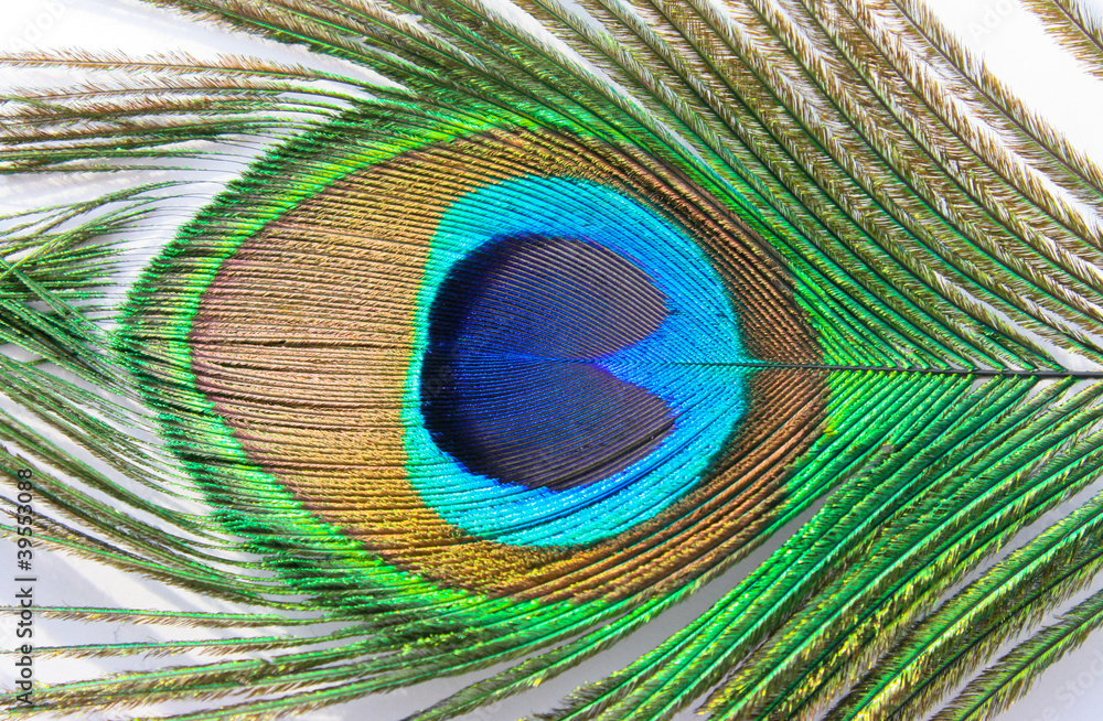 Obraz premium peacock509(6).jpg