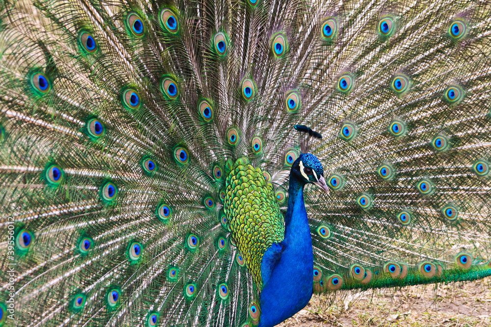 Fototapeta premium Beautiful spread of a peacock