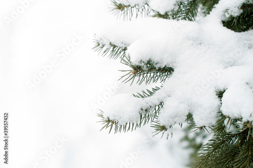 Snow Covered Spruce