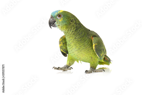 Blue fronted Amazon parrot on white background