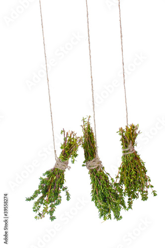 fresh green thyme hanging on rope isolated on white