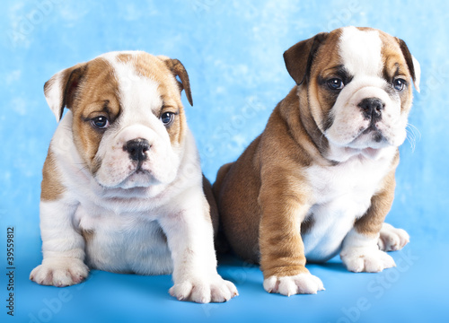 purebred english Bulldog puppy © liliya kulianionak