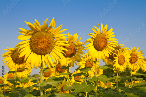 Sunflower field against blue sky © Praiwun Thungsarn