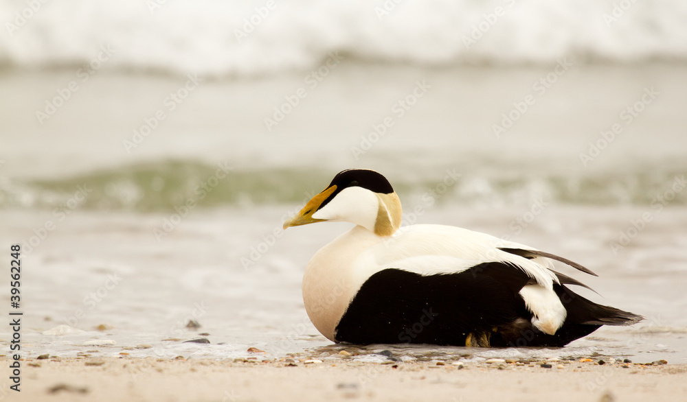 Fototapeta premium A common eider