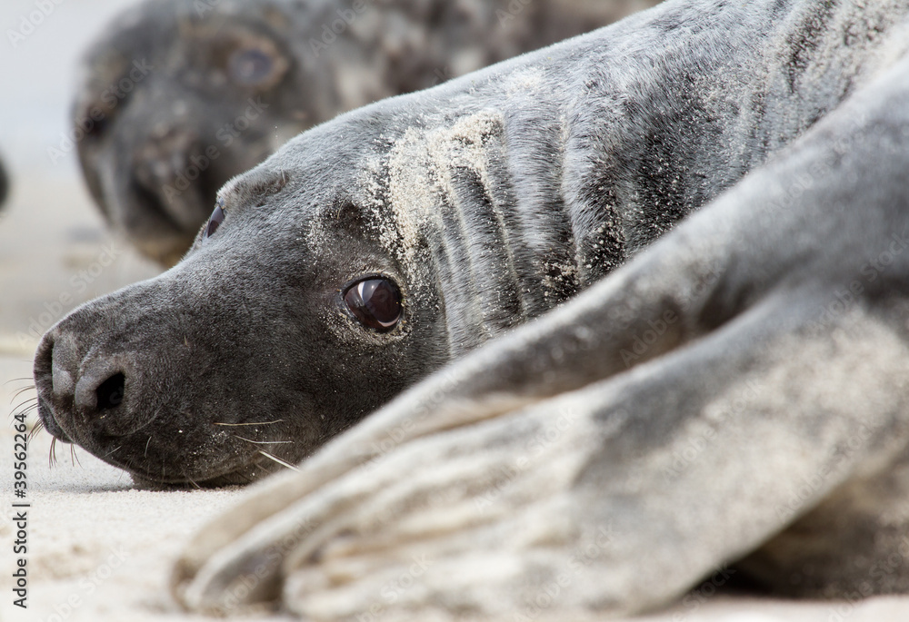 Obraz premium A grey seal
