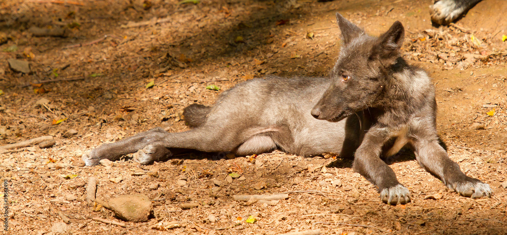 A young wolf A young wolf