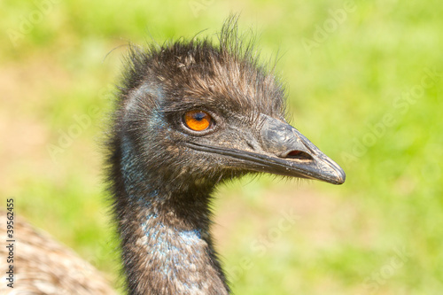 A close-up of an emu