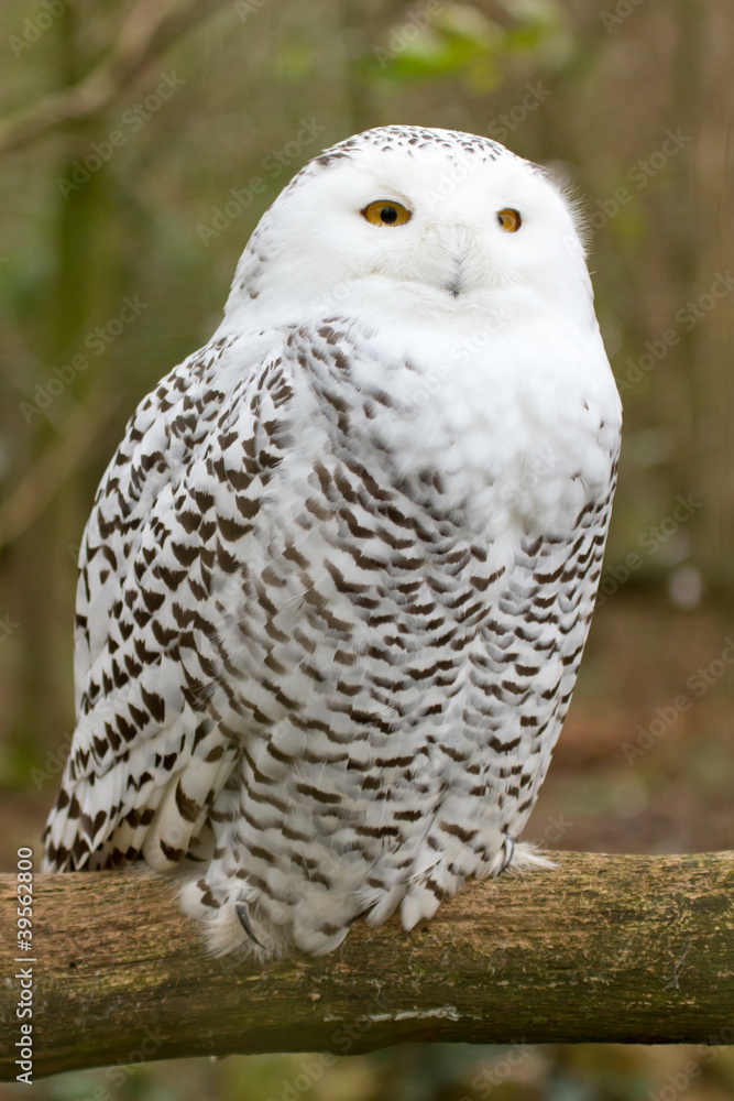 A snow owl A snow owl
