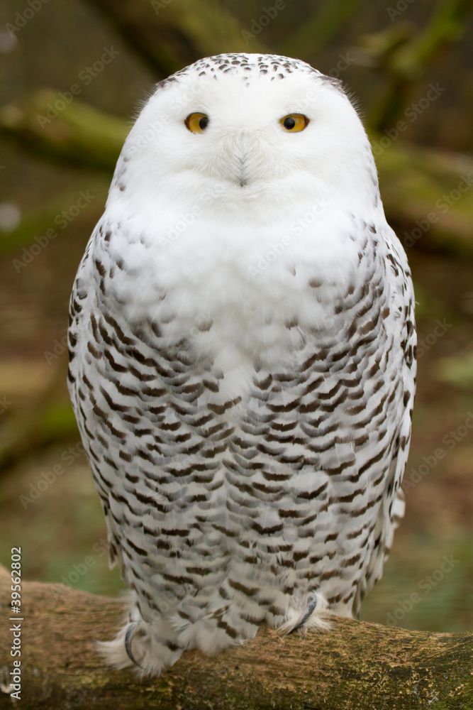 A snow owl A snow owl