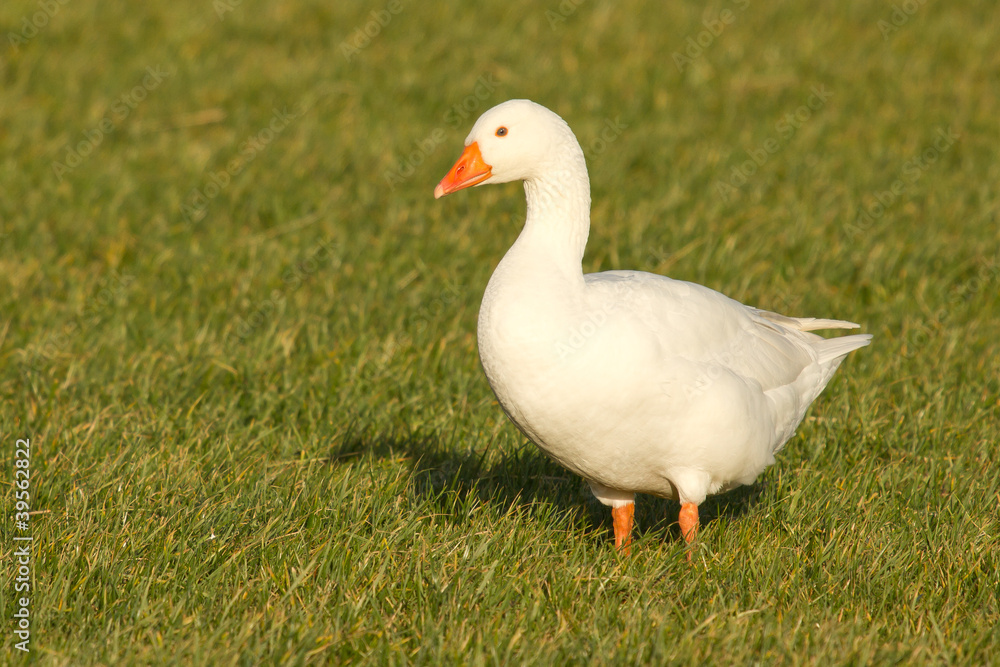 A goose A goose