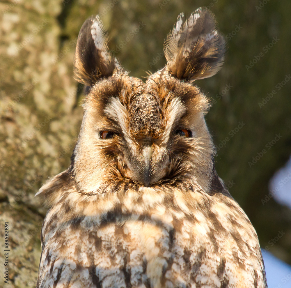 A sleeping long-eared owl A sleeping long-eared owl