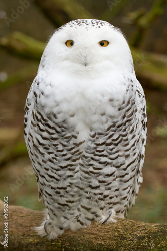 A snow owl