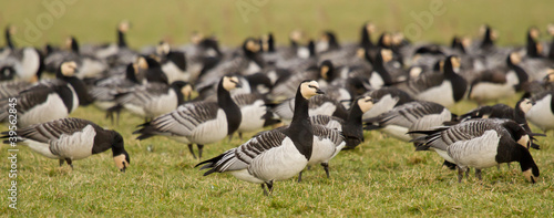 A group of barnacle geese photo
