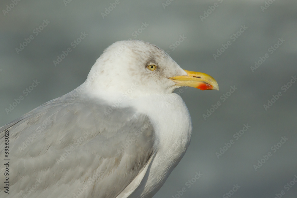A herring gull A herring gull