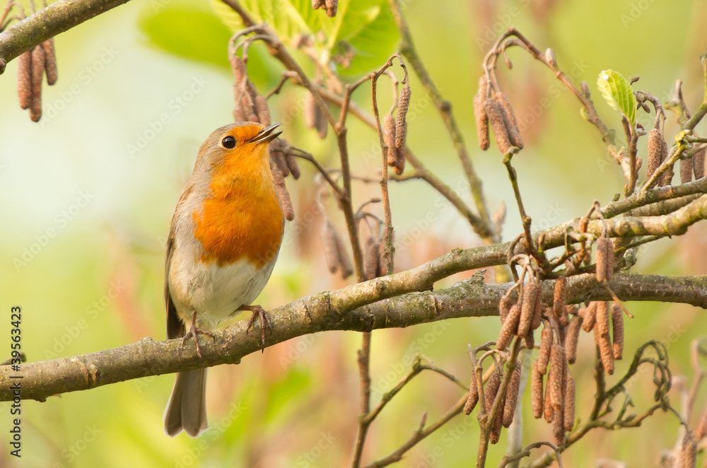 Robin perched on a twig Robin perched on a twig