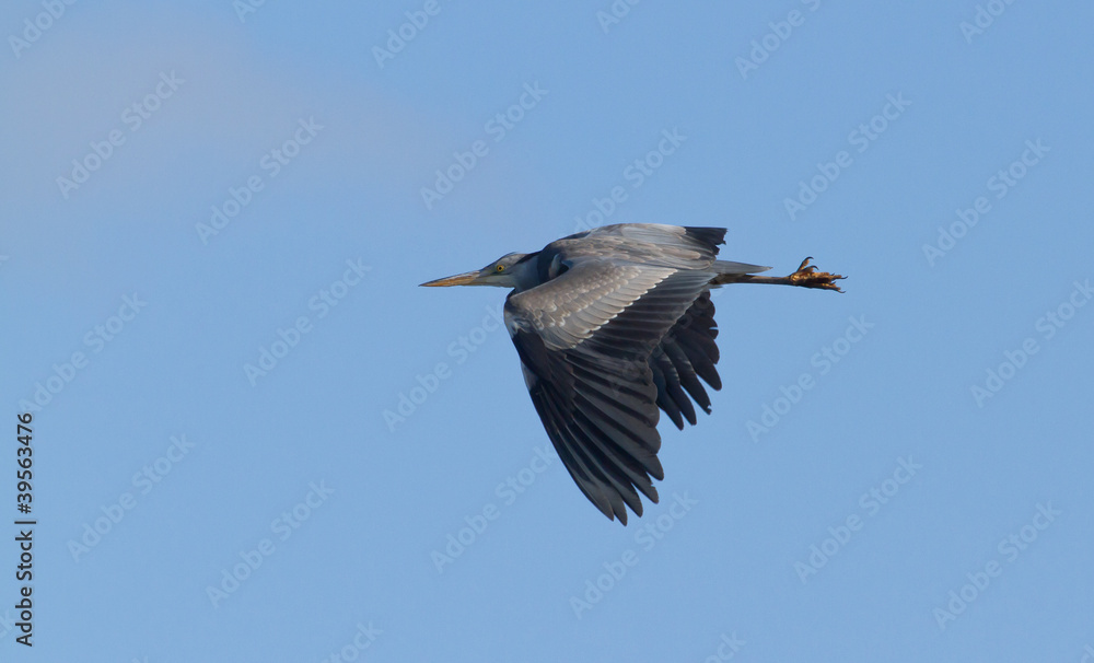 Obraz premium Great blue heron flying