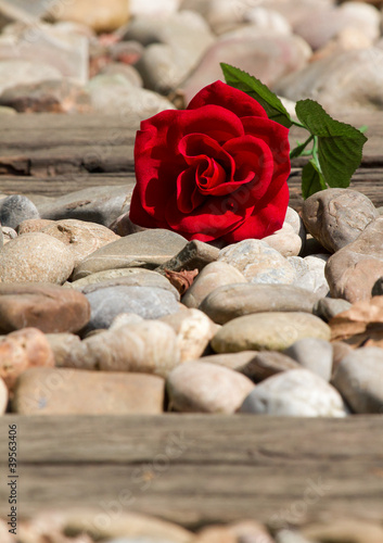 A flower on the track photo