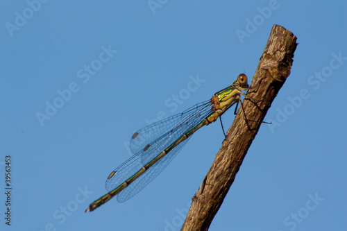 A dragonfly on a branch photo