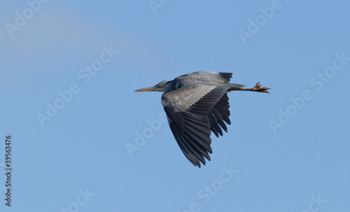 Great blue heron flying © michaklootwijk