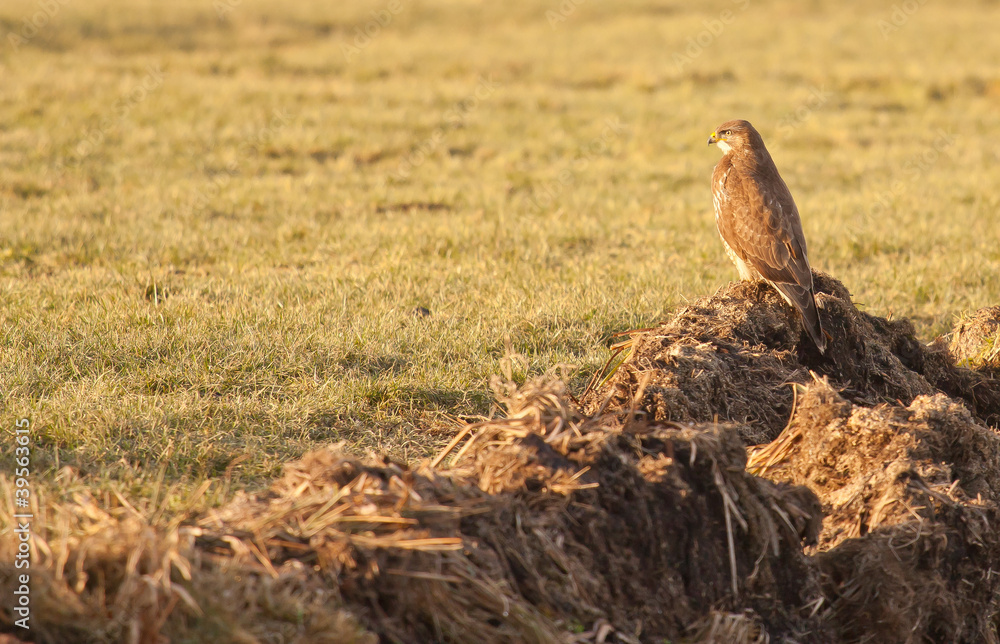Fototapeta premium A buzzard in a field
