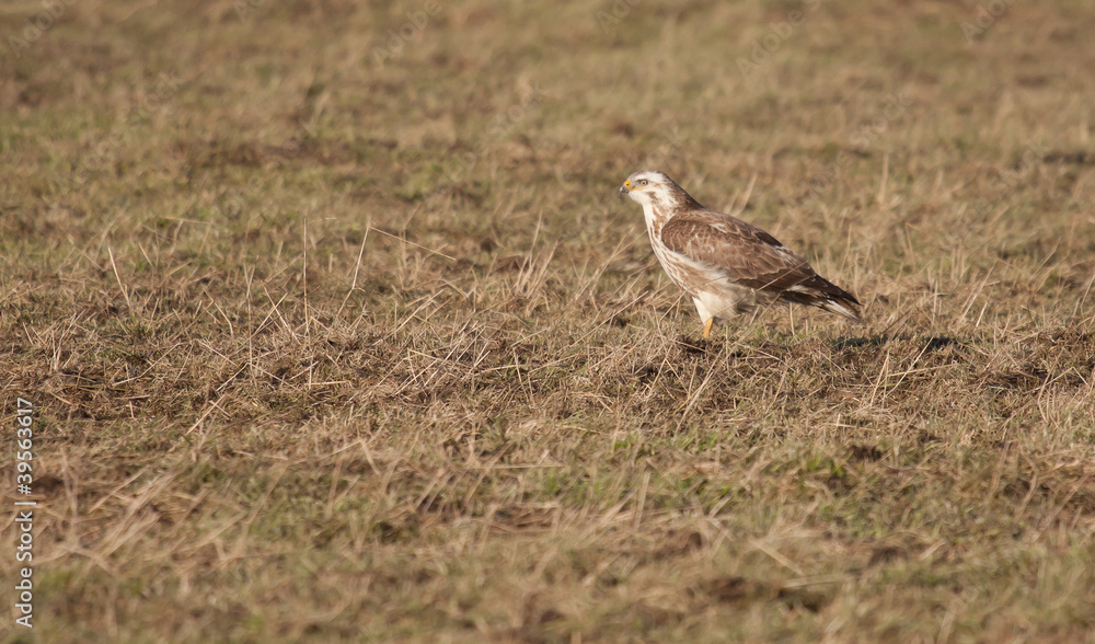 A buzzard in a field A buzzard in a field