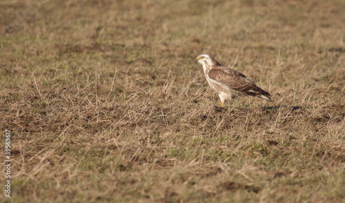 A buzzard in a field