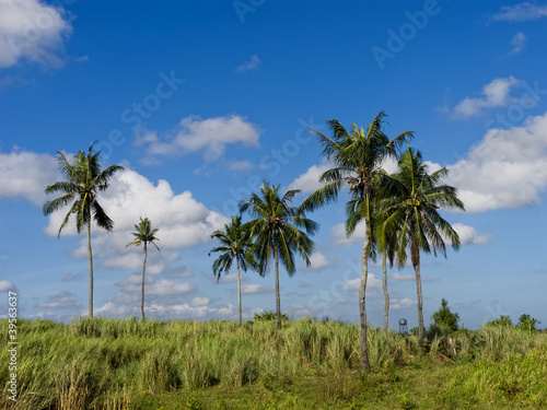 Coconut Trees © Antonio V. Oquias