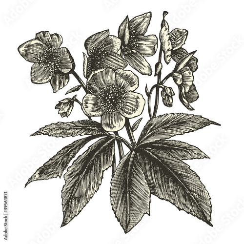 Hellebore (Helleborus niger)