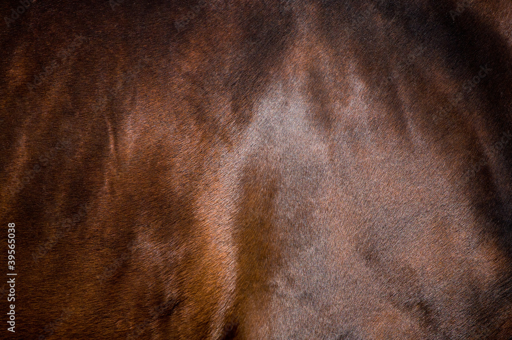 Obraz premium Skóra gniadego konia