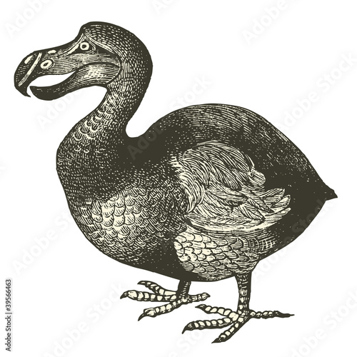 Dodo (Didus ineptus)