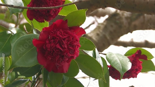 The Red flower of a Camellia in Yamanobe road,Nara,Japan photo