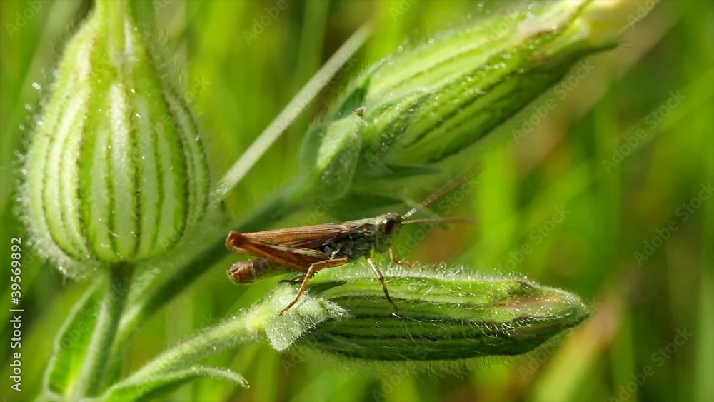 grasshopper on a blade of grass grasshopper on a blade of grass