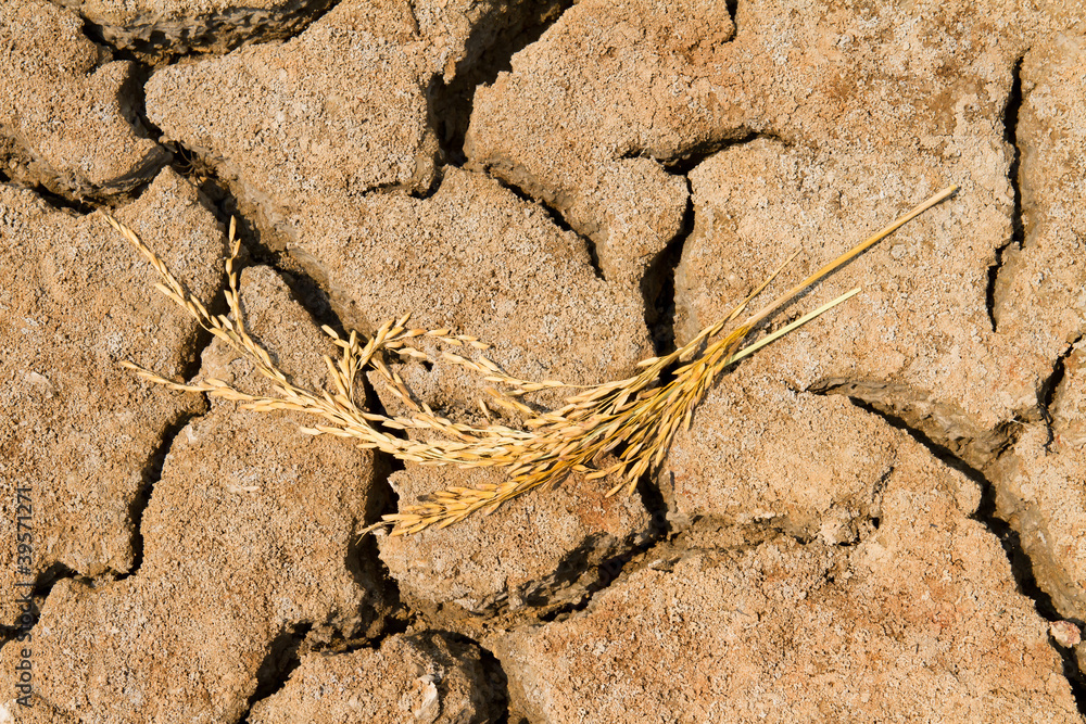 Rice, dry soil Rice, dry soil