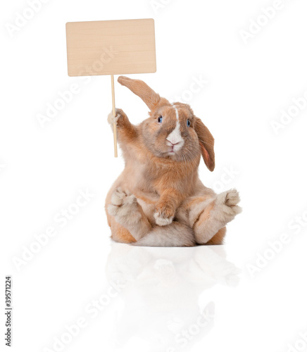 little bunny with sign