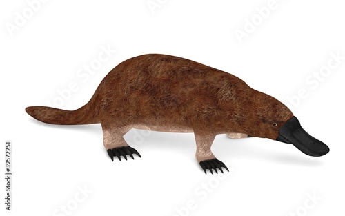 3d render of platypus animal