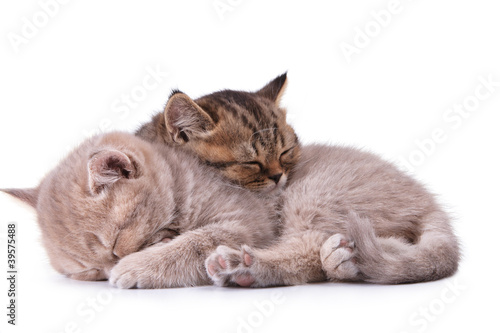 Two beautiful young sleeping kitten one on another