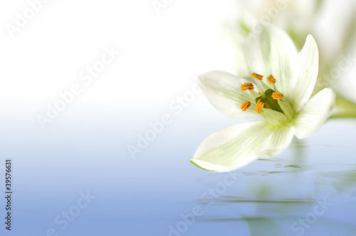 weiße Blüte uber Wasser