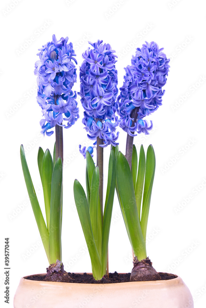 Fototapeta premium Blue hyacinthes