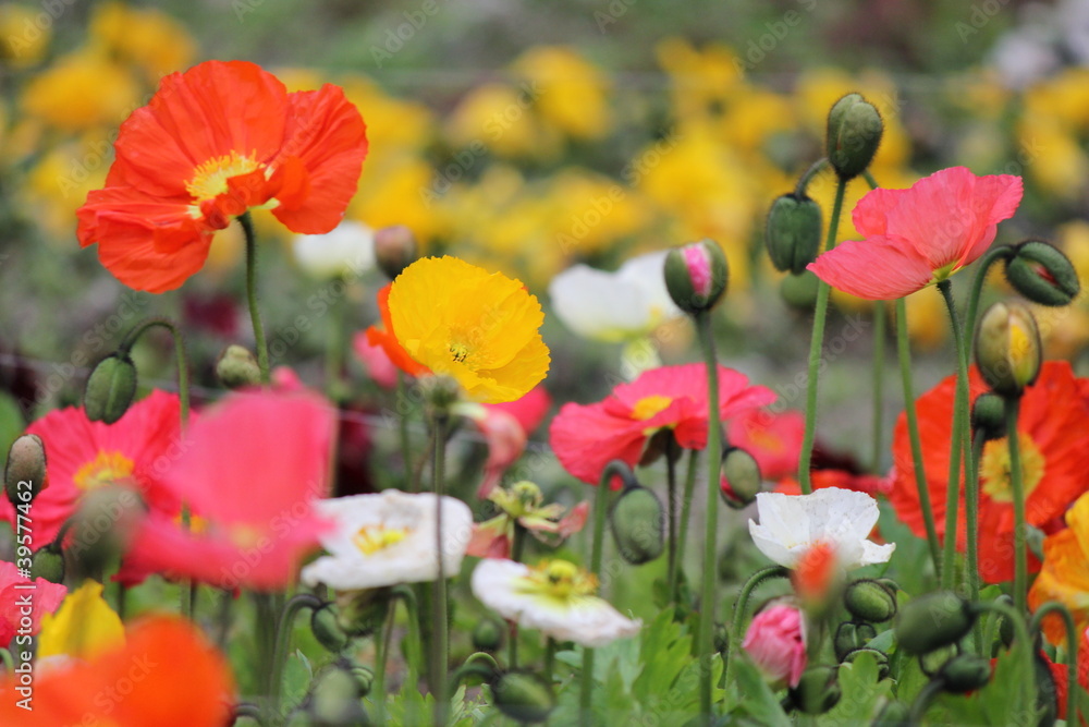 カラフルなポピーの花畑 カラフルなポピーの花畑