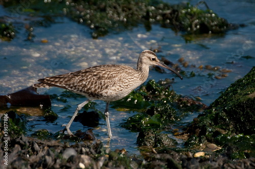 Whimbrel looking for crabs.