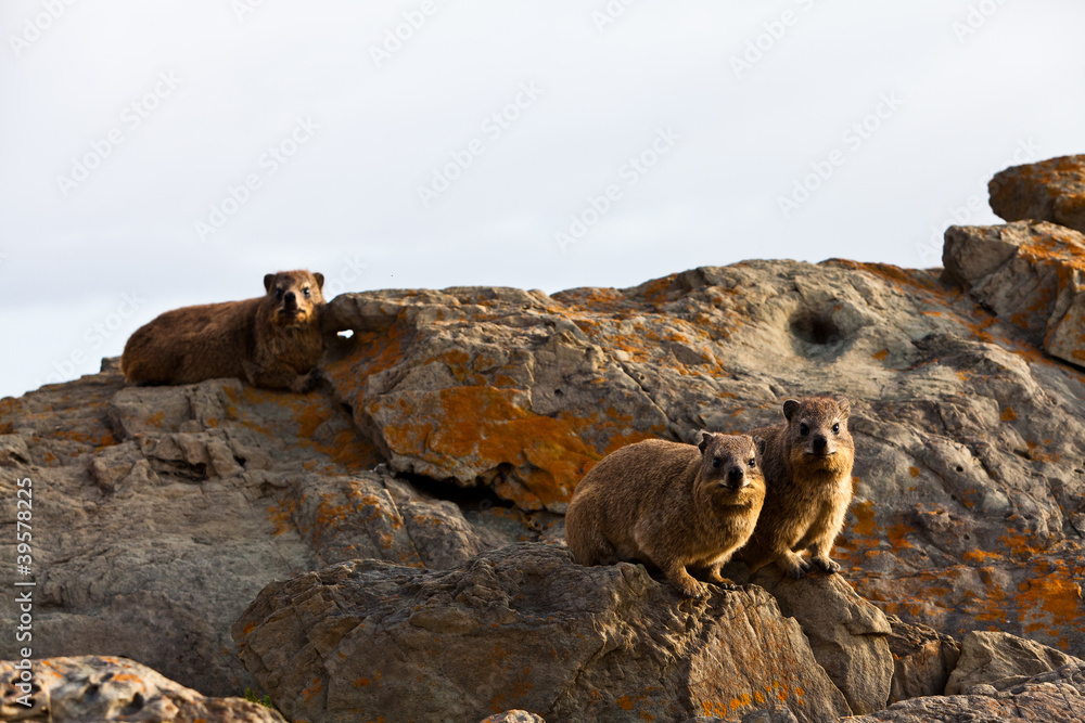 Pair of hyrax animals sitting on a rock